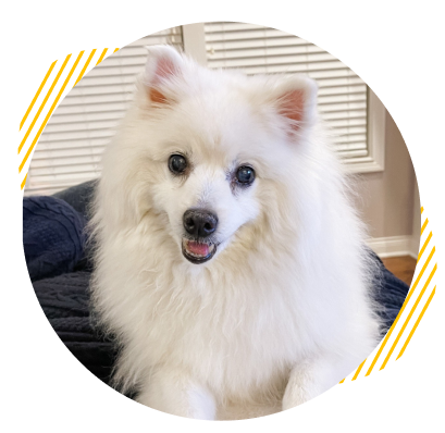 dog-image